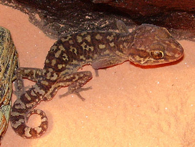 Panther Gecko