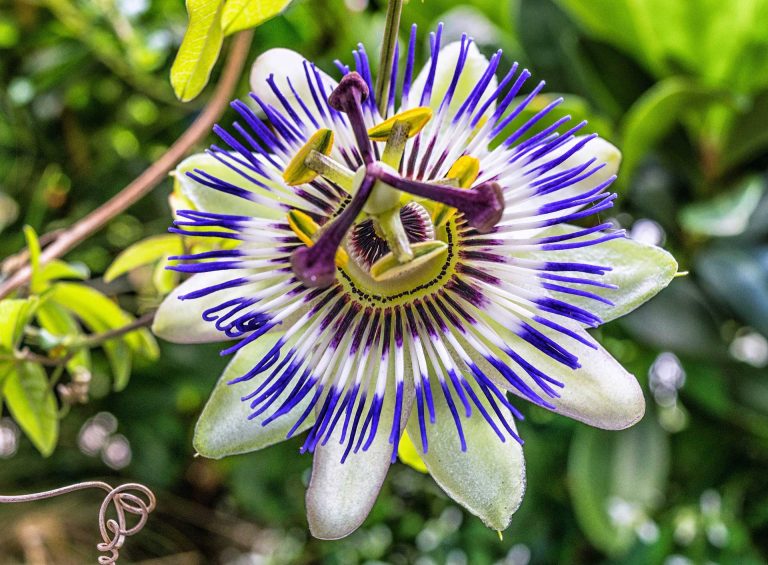 Summer Flowers: Passion Flowers
