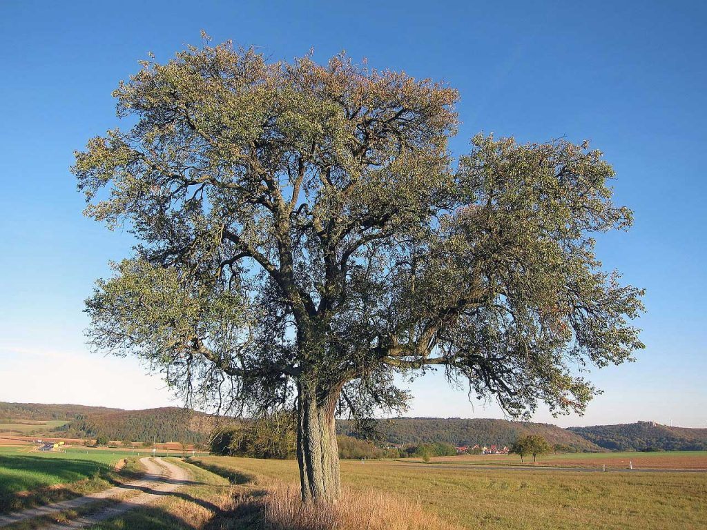 Pear Tree - Learn About Nature
