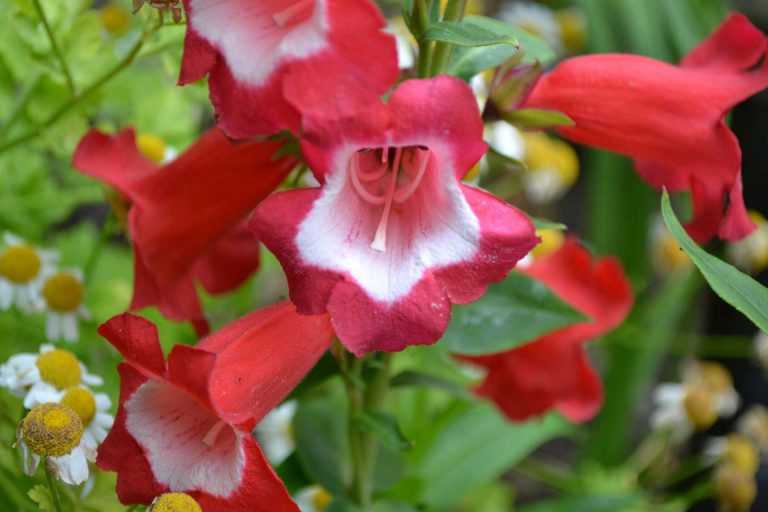 Penstemon Flowers – Partly Evergreen Perennials or Deciduous