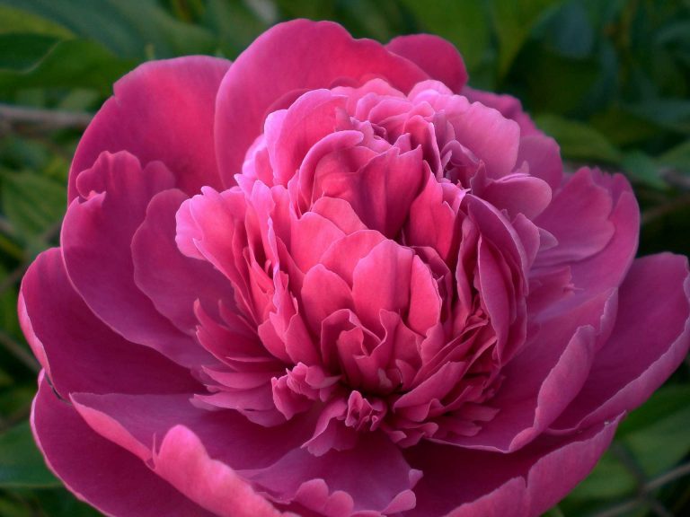 Peonies – Transformed Into A Flower By Zeus To Escape The Wrath Of Asciepius