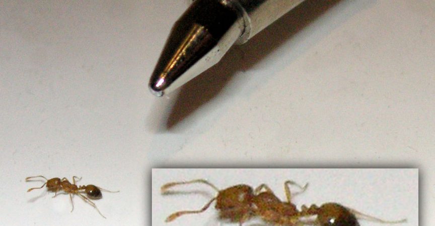 Pharaoh Ants - Learn About Nature