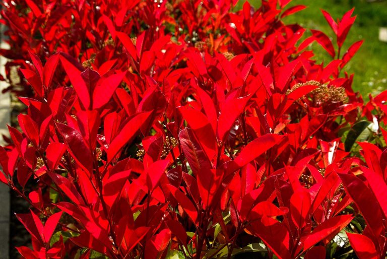 Photinia Flowers – Derived from the Greek Word Photeinos, Meaning Shiny