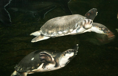 Pig-Nosed Turtles