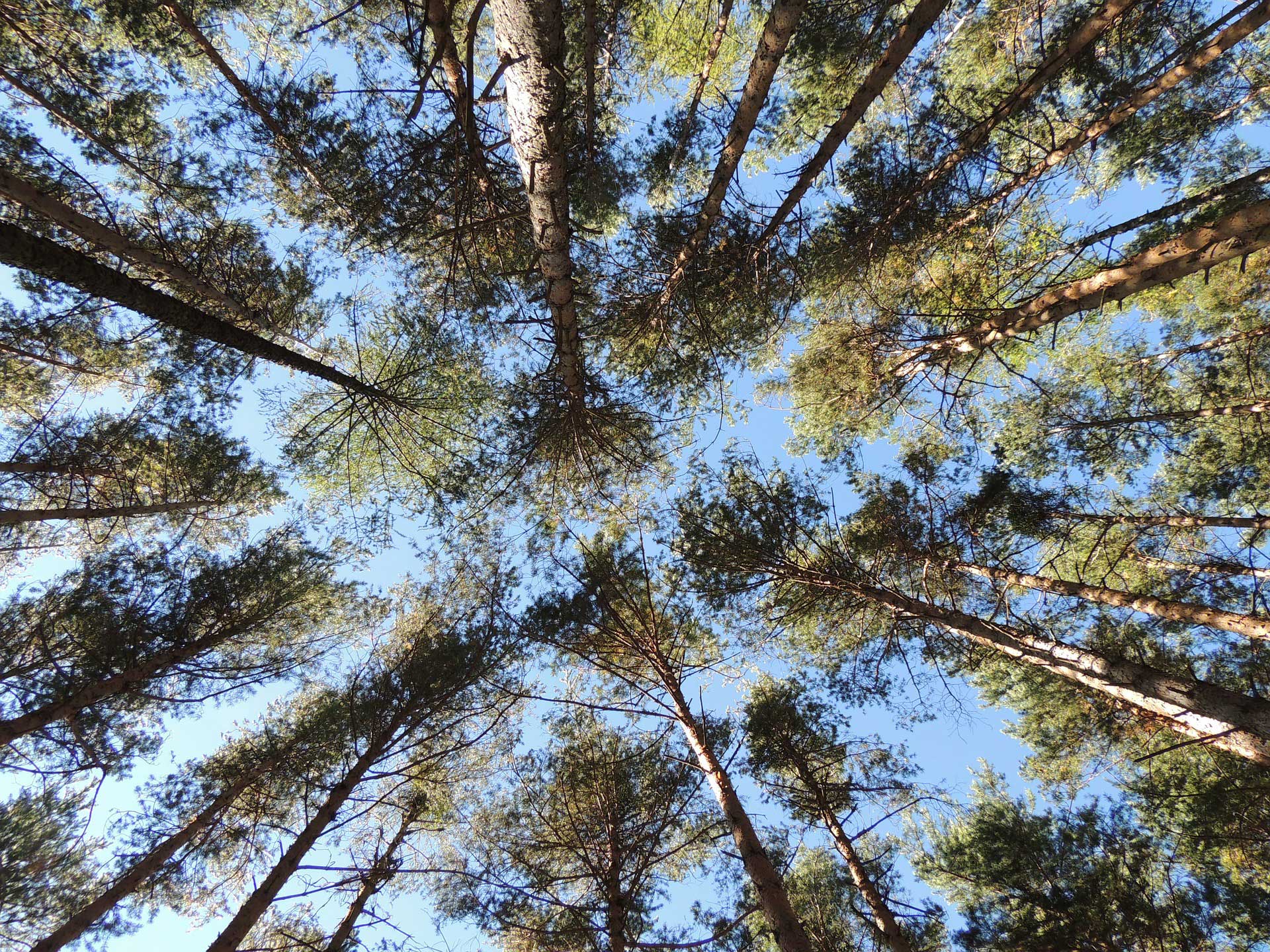 Pine Trees Learn About Nature