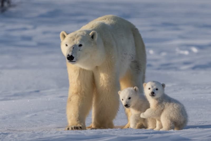 Polar bears in wild