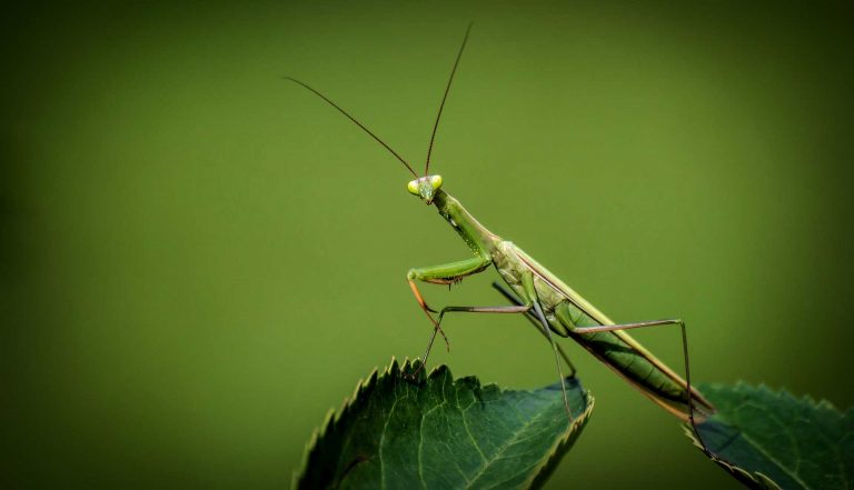 Where to Find Live Praying Mantis?