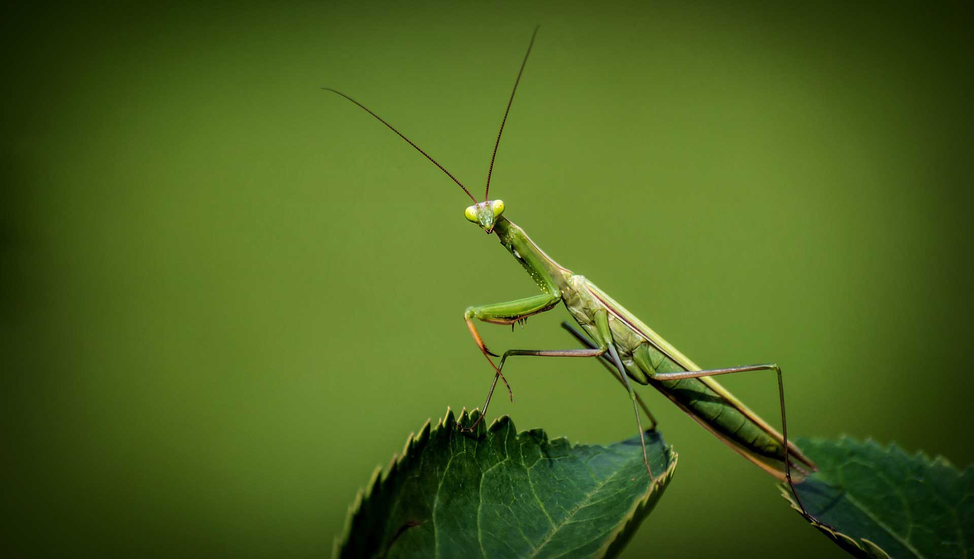 Where to Find Live Praying Mantis? - Learn About Nature