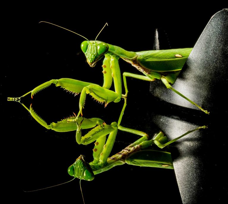 Praying Mantis Fact – In Spite of Female Cannibalism Makes a Lovely Docile Domestic Pet