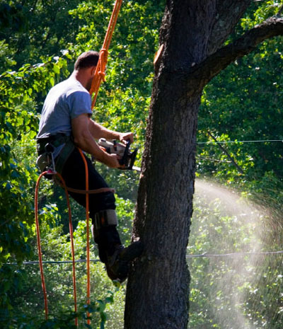 Man Pruning Tree