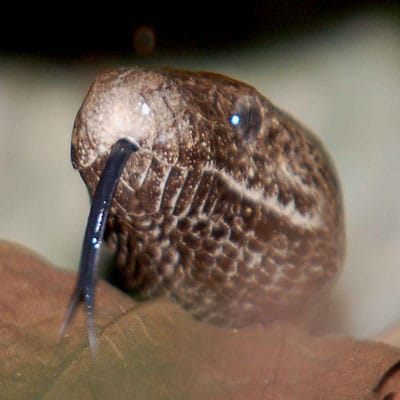 Puerto Rican Boa Snake