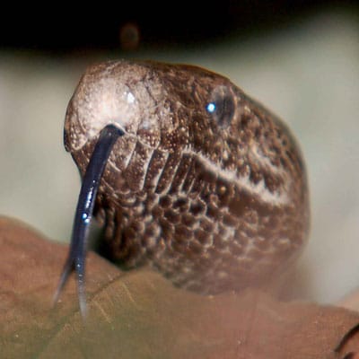 Facts About The Thread Snake Diet - dreamtoday