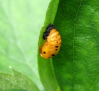 Pupa stage