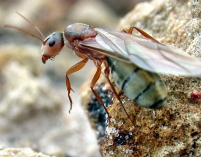 Queen Flying Ant