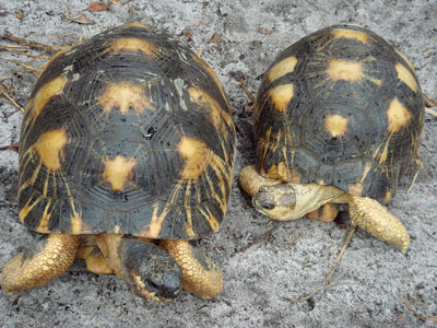 Radiated Tortoises