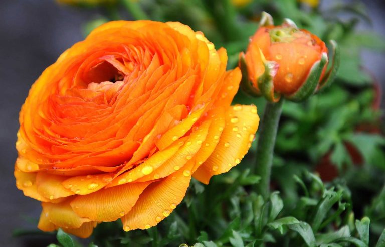 Ranunculus – A Bouquet of Ranunculus Reassures Your Beau that Her Charm Bewitches You