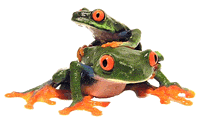 Red Eyed Frogs