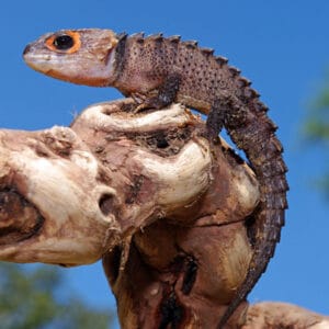 Red Eyed Crocodile Skinks - Learn About Nature