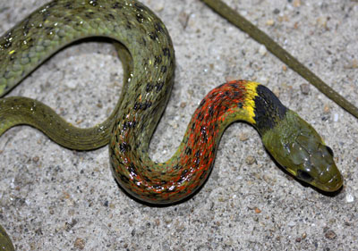 Red Necked Keelback