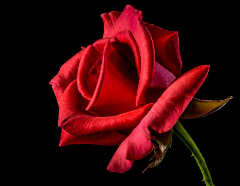 Roses – Symbolizing Beauty, Politics, Love and War