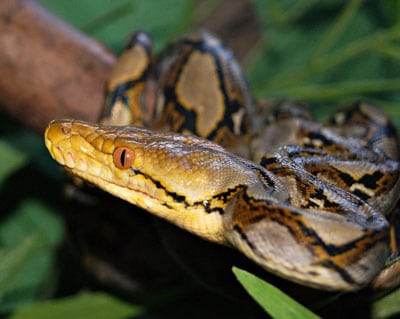 The Reticulated Python