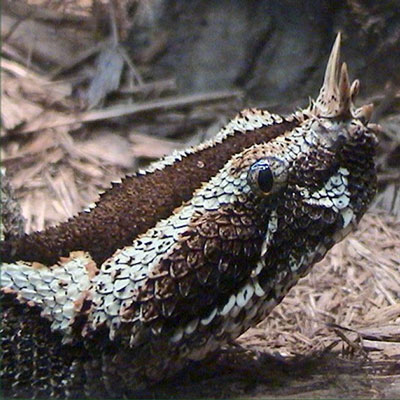 Rhinoceros Viper Snake
