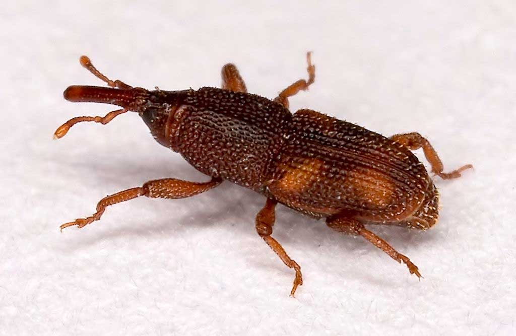 Rice Weevil
