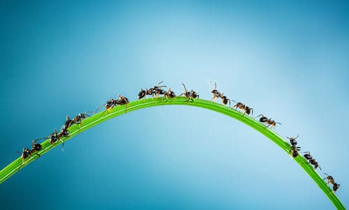 Running Ants