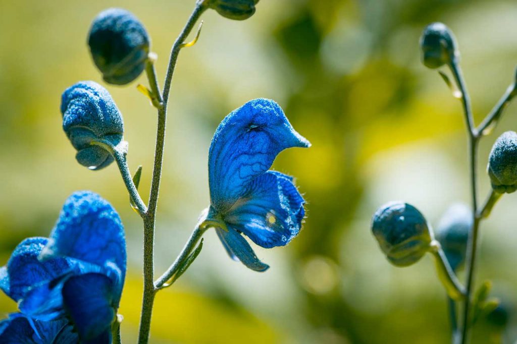 Salvia