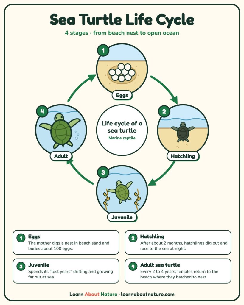 Sea Turtle Life Cycle diagram showing eggs, hatchling, juvenile and adult sea turtle stages