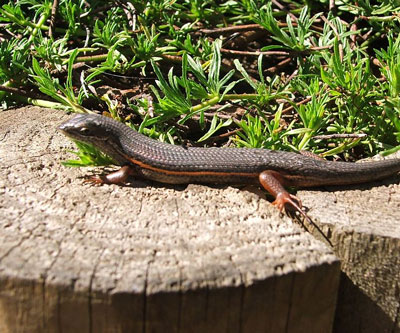 Red Sided Skink