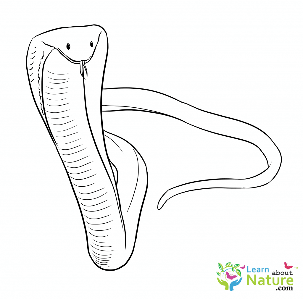 Download Snake Coloring Page - Learn About Nature