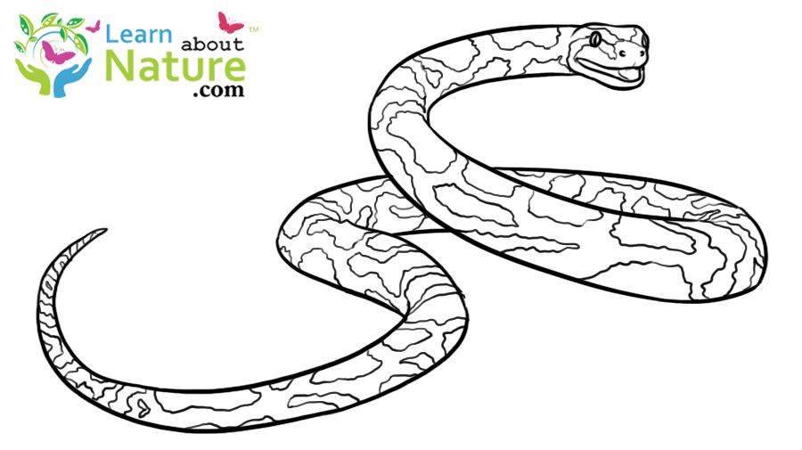 Download Snake Coloring Page - Learn About Nature