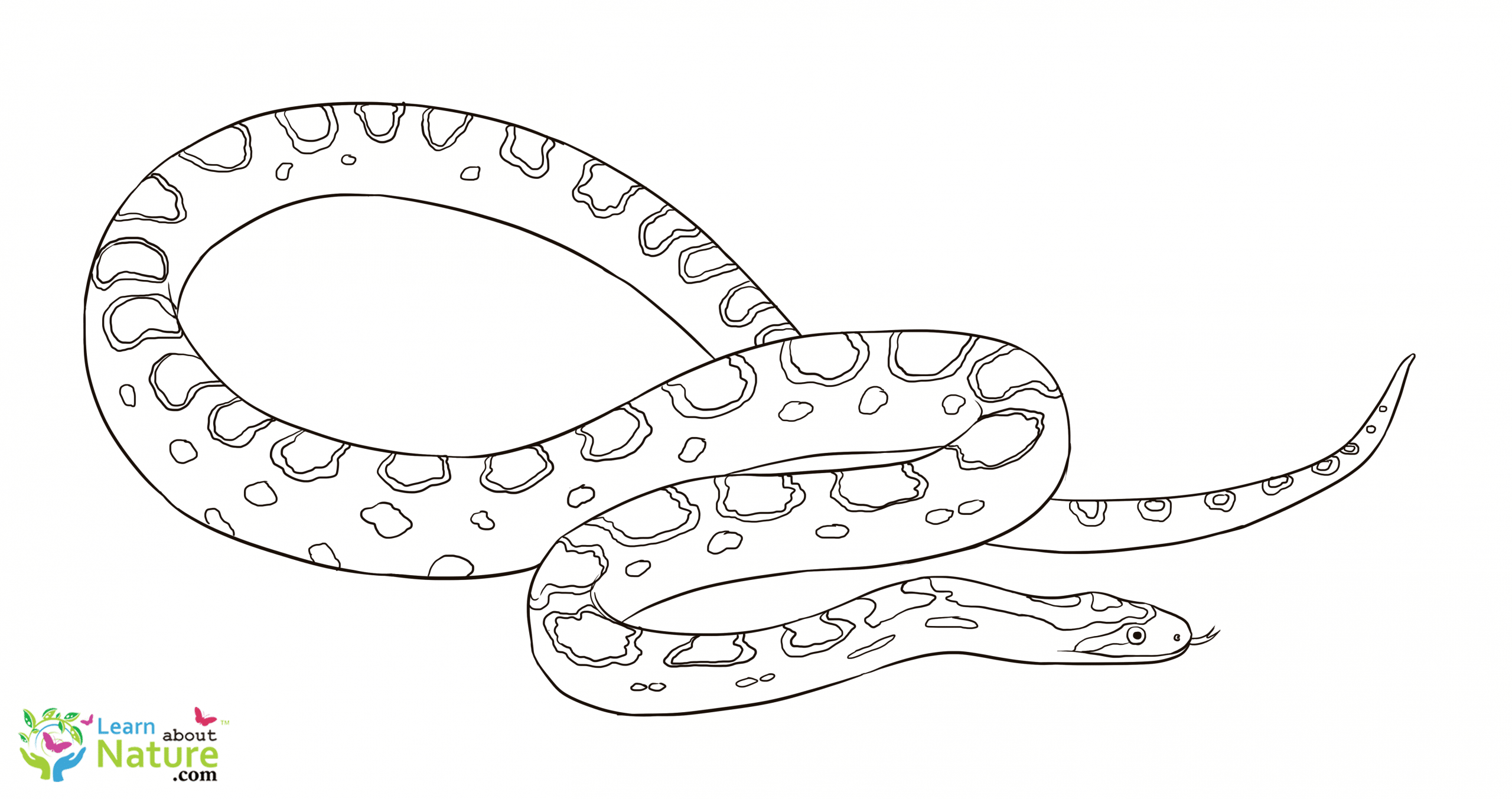 Download snake-coloring-page-9 - Learn About Nature