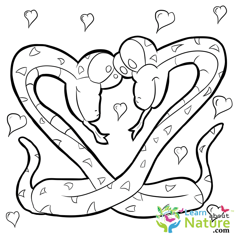 Snakes Coloring Page - Learn About Nature