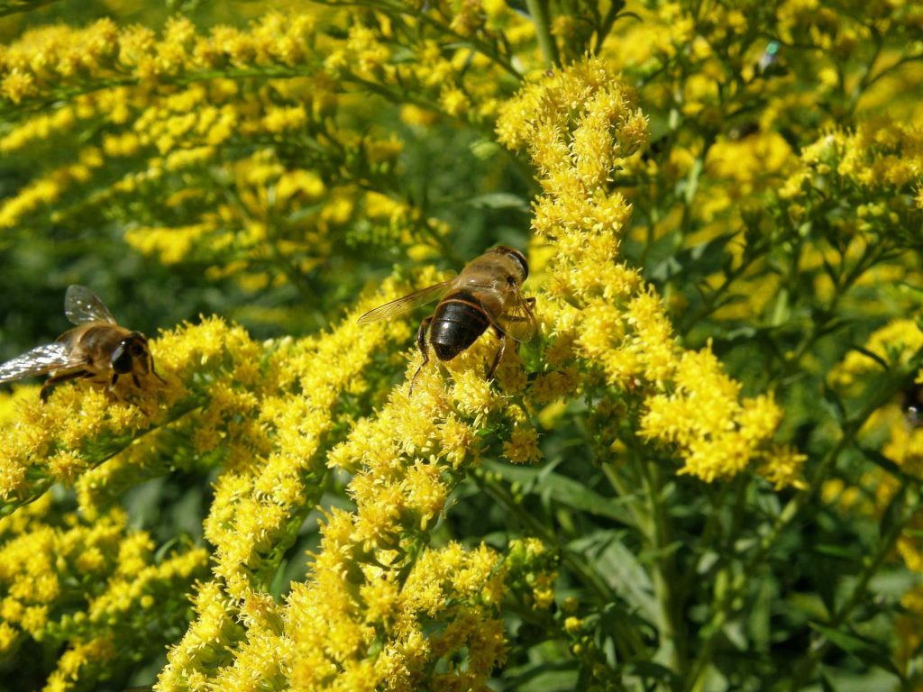 Solidago