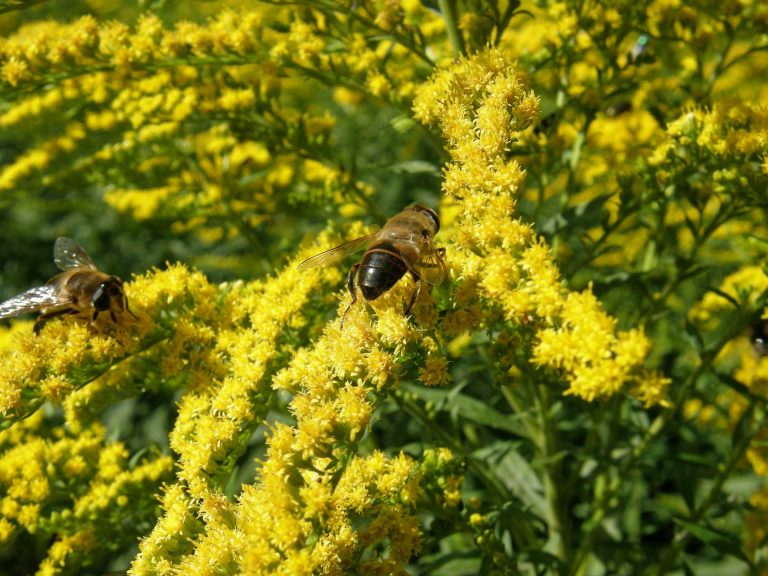 Solidago – Introduced into the Middle East By Saladin