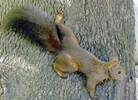 Squirrel Behavior