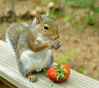 squirrel eats a strawberry