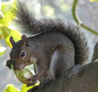 Squirrel grey