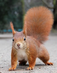 Squirrel red