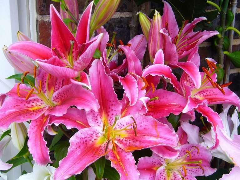 Stargazer Lilies – Symbolizing Purity, Chastity and Virtue in Greek Mythology