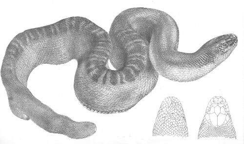 Stokes' Sea Snake