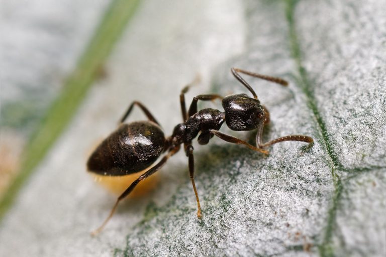 Sugar Ants / Odorous House Ants