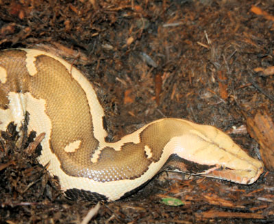 Sumatran Short-tailed Python