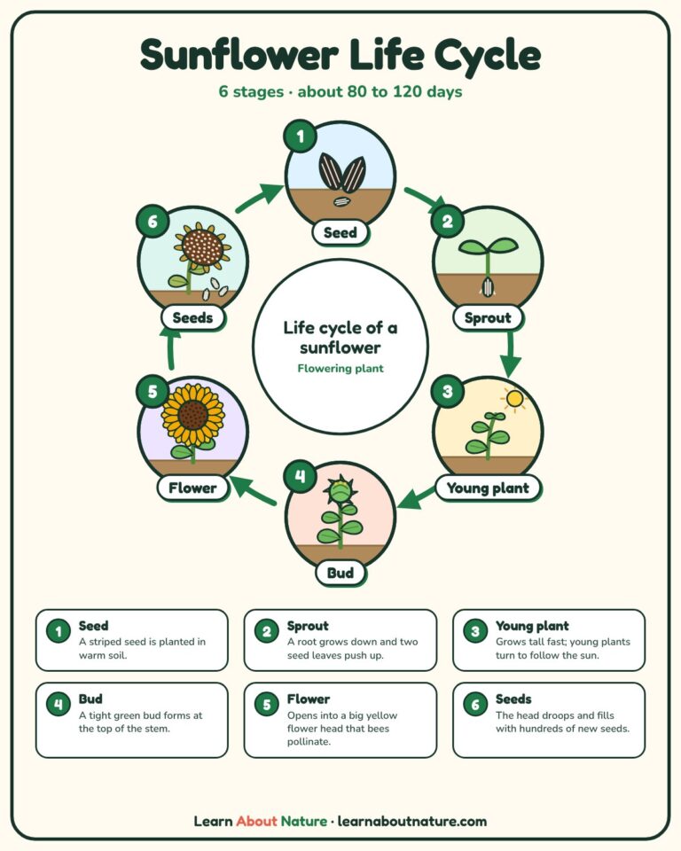 Sunflower Life Cycle: Stages From Seed to Flower (With Diagram)