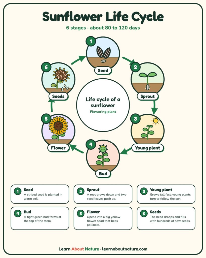 Sunflower Life Cycle diagram showing seed, sprout, young plant, bud, flower and seeds stages