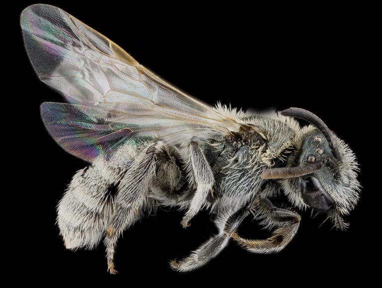 Sweat Bees – Weird Bees That Like It When You Perspire