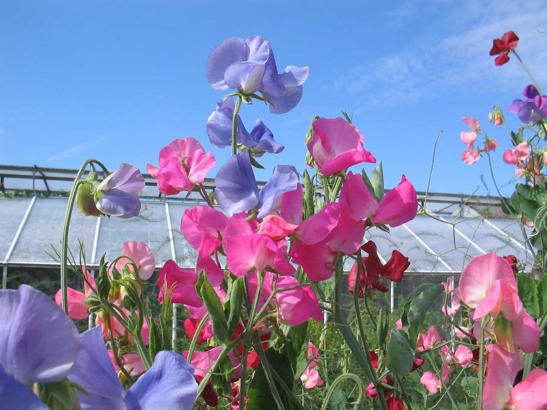 Sweet Pea Flowers – From the Southern Part of Italy