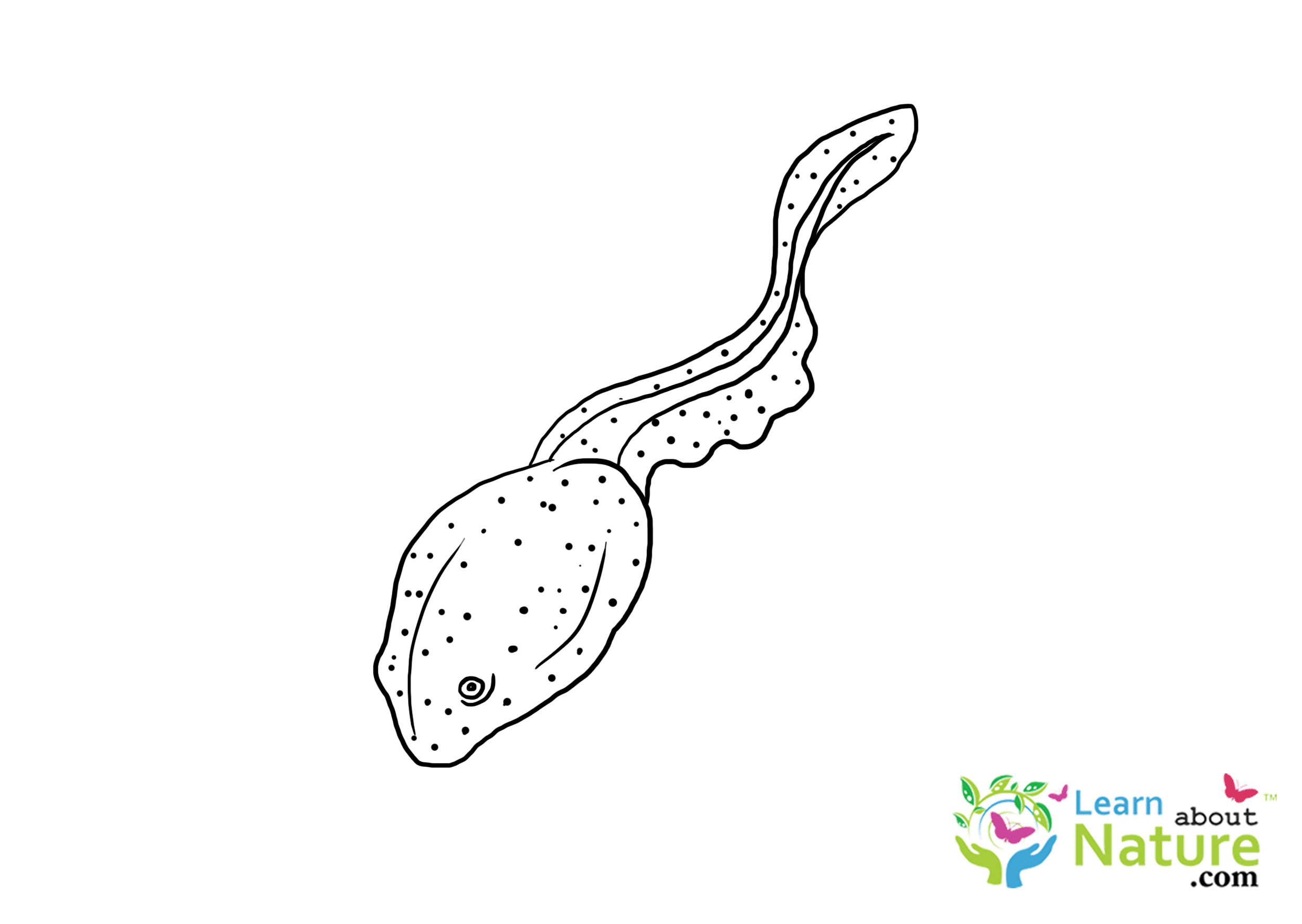tadpole-coloring-page-10 - Learn About Nature